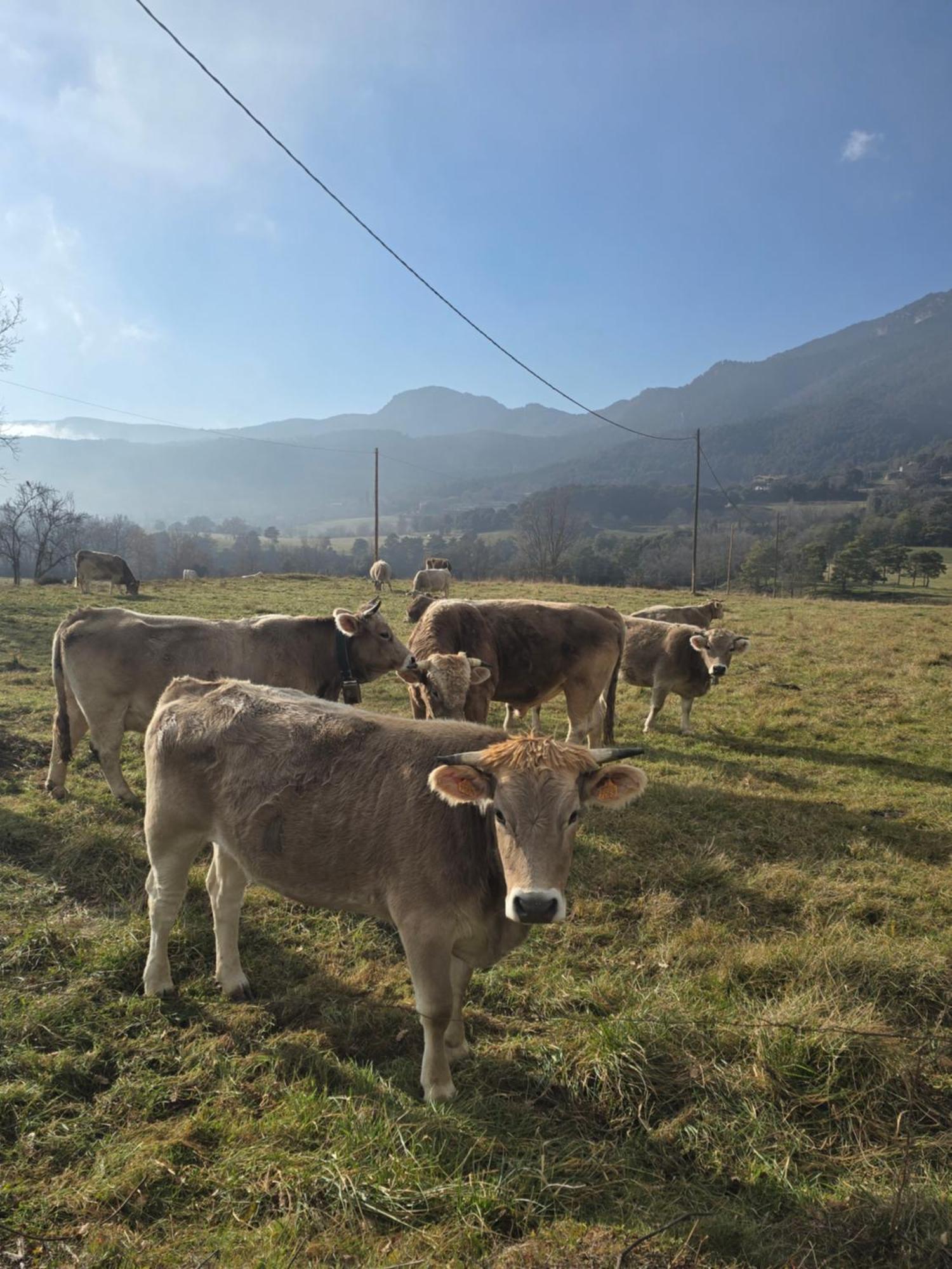 Complex Rural Can Caubet Berga Eksteriør bilde